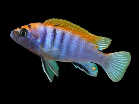 Red Top Hongi Cichlid – Diapteron Shop