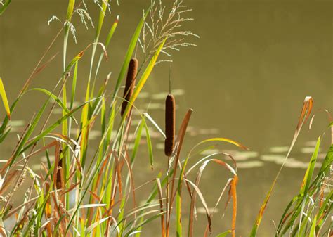 Common Weeds Found in Texas Lakes and Ponds - We Clean Lakes and Ponds