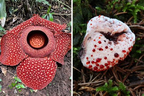 36 Strange Plants You Wouldn’t Want To Have In Your Garden | Bored Panda