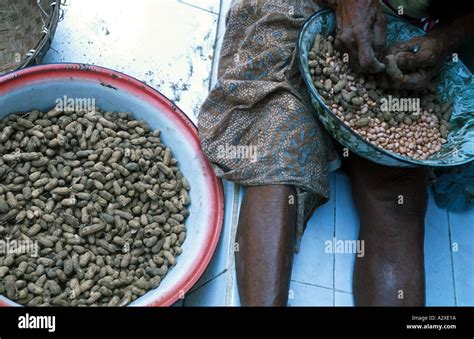 INDONESIA SHELLING PEANUTS IN A VILLAGE IN EAST JAVA Photograph by ...