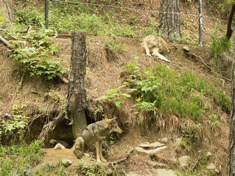 More Red Wolf Pups Nature Watch