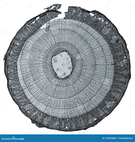 Tilia Stem Micrograph Stock Illustration Illustration Of Science