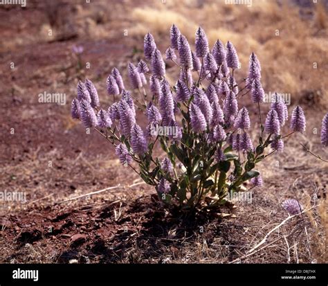 Mulla Mulla plant - also known as Lambs tails or Ptilotus, Nr. Denham, Western Australia ...