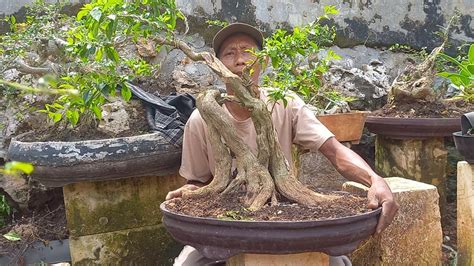 Cek Harga Bonsai Terbaru 0852 3238 7806 Bpk Gilang YouTube