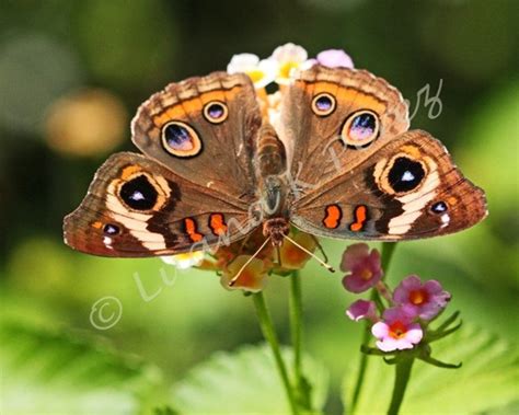 Buckeye Butterfly - Etsy