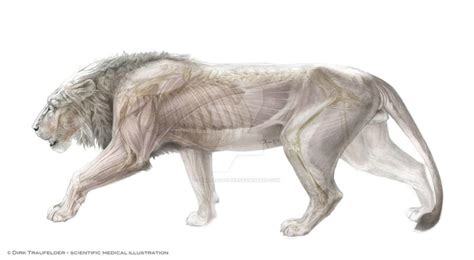 lion anatomy 1 by DirkTraufelder on DeviantArt