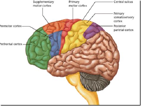 Stroke signs and symptoms Frontal Lobe