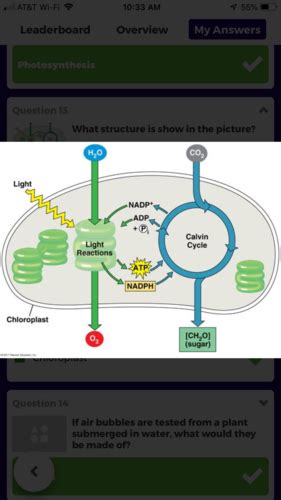 Bio Kahoot Photosynthesis 1 Flashcards Quizlet