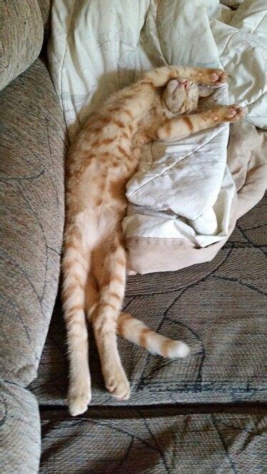 An Orange Tabby Cat Laying On Top Of A Couch Covered In Pillows And