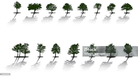 Vector Trees Isolated Stock Illustration - Download Image Now - Branch ...