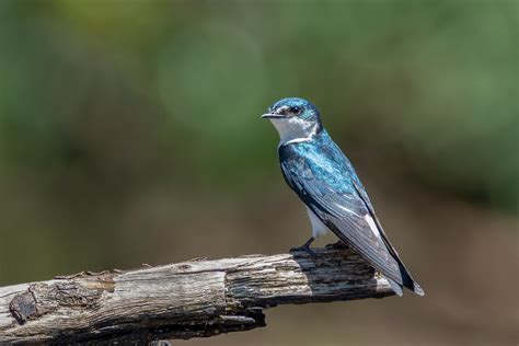 Swallow Hirondelle Bleu Et Blanc Costa Rica Album Flickr