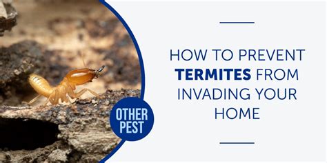 How To Prevent Termites From Invading Your Home Bug Weed Mart