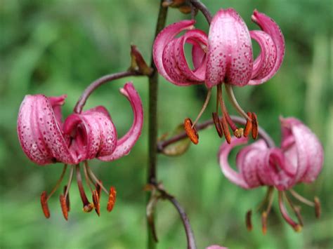 Lilium Martagon Turk S Cap Lily World Of Flowering Plants