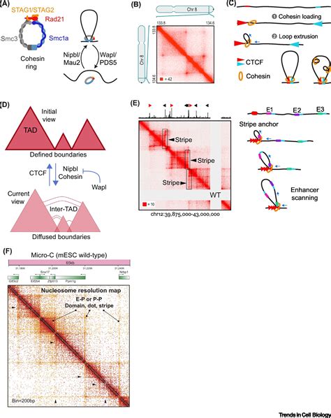 Cohesin Behind Dynamic Genome Topology And Gene Expression