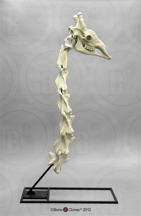 Giraffe Skull And Neck Vertebrae With Stand And Base Bone Clones Inc