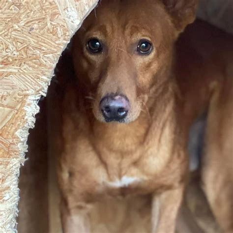 Podenco Nano Sucht Ein Zuhause SALVA Hundehilfe E V