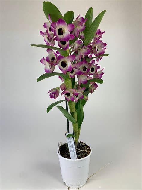 Dendrobium Sunny Eye Rispen Orchideen Wichmann De Highest