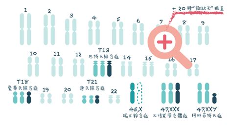 Nipt2323无创染色体检查 香港验血dna亲子鉴定无创dna检测 香港精准基因预约中心【官网】