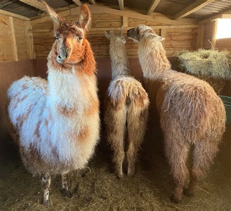 Er Who Has The Biggest Llama Bum Kensmyth Clay Meadow