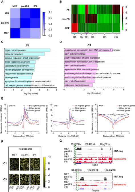 Correlations Between Gene Expression And Chromatin State During Somatic