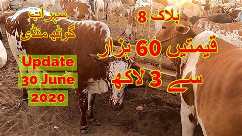 Cattle Prices Sohrab Goth Maweshi Mandi Update June Youtube