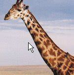 How Are The Giraffes Long Necks Adapted To Their Lifestyle Alexia Has