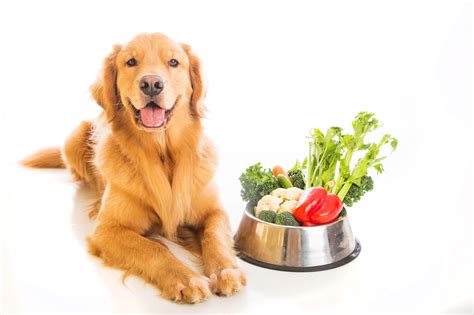 Can Dogs Eat Broccoli? Here Is What You Should Know