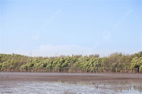 Large Wind Turbines The Settlement Is Close To The Mangrove Forest Industries Photo Background