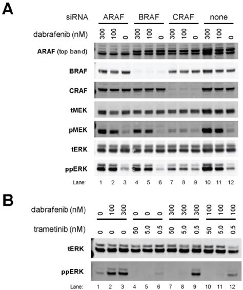 Dabrafenib Induced Mapk Activation In Wild Type Braf Mutant Ras Cells