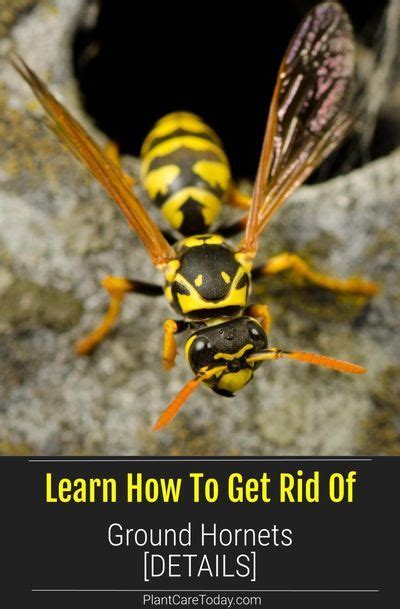 Learn How To Get Rid Of Ground Hornets Artofit