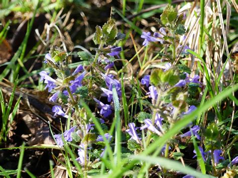 Gundermann Artengruppe Glechoma Hederacea Agg Flickr