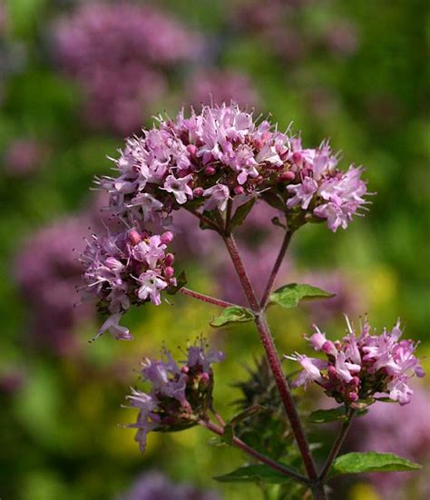 Wilde Marjolein Origanum Vulgare Kijken In De Natuur Wilde Bloemen