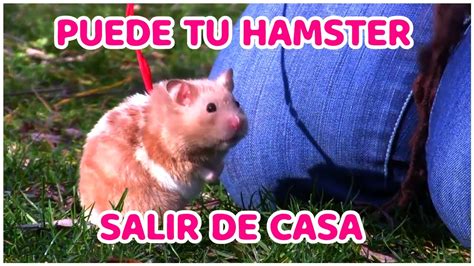 Como Sacar A Pasear A Mi Hamster Youtube