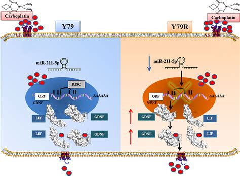 Frontiers Downregulation Of Mir P Promotes Carboplatin