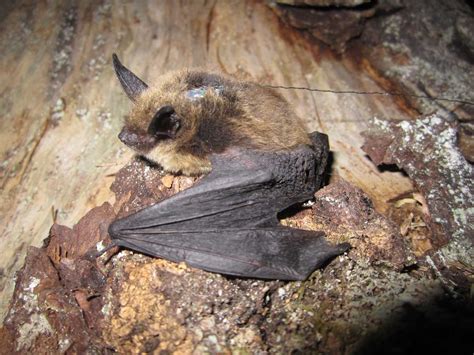 Bats Threatened Endangered And Diversity Program Alaska Department