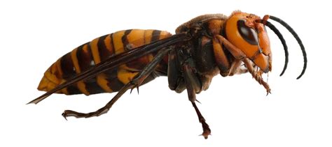 Murder Hornet Png Transparent Images Png All