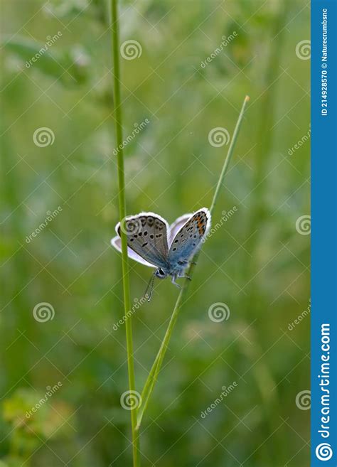 Pequena Borboleta Azul Comum Se Aproxima Da Natureza Foto De Stock