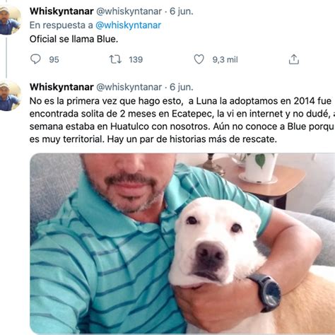 Viral Fue A Votar Un Perro Callejero Lo Siguió Y Terminó Adoptándolo En Querétaro Infobae