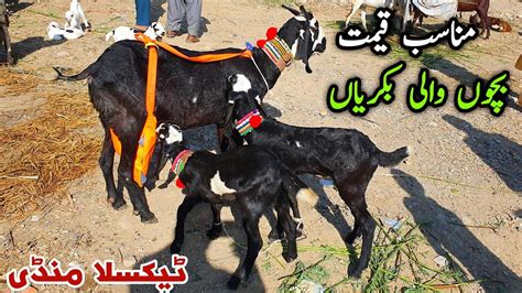 Bacho Wali Sasti Bakriyan Bakra Mandi Taxila Update October