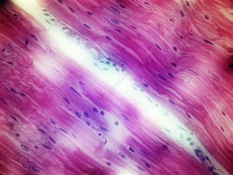 Cardiac Muscle Light Micrograph Stock Image C Science