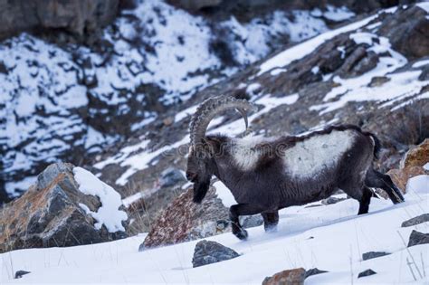 Himalayan Ibex - Capra Sibirica Sakeen, Beautiful Asian Goat from Central Asian Hills and ...