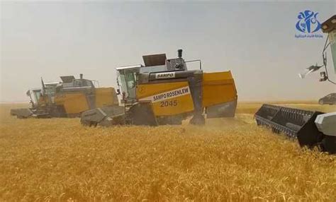 Touggourt une récolte de plus de 17 000 quintaux de céréales attendue