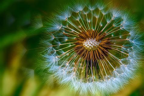 Dandelion Flower Spring Free Photo On Pixabay Pixabay