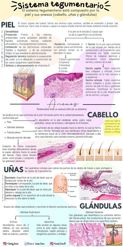 Sistema Tegumentario Puedes Descargar El Contenido De Manera Gratuita