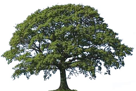 Narra Tree PNG Transparent Narra Tree.PNG Images. | PlusPNG