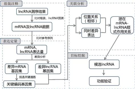 【原创】解读一篇典型的lncrna研究文章 基迪奥生物