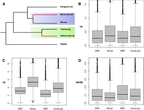 Phylogenetic Tree And Substitution Rate And Pattern For The Analysed