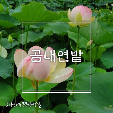 부산 가볼만한곳 기장 철마 곰내연밭 연꽃도 보고 철마연밥도 먹고 네이버 블로그