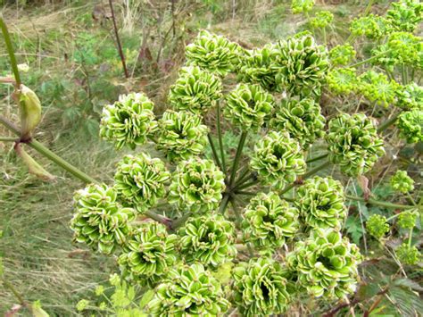 Common Cow Parsnip Project Noah