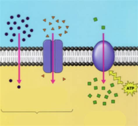 Cell Transport Diagram Quizlet